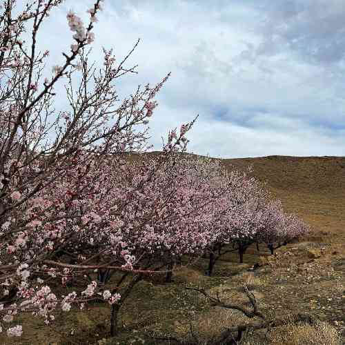 سمیرا کارزان توبه توبه